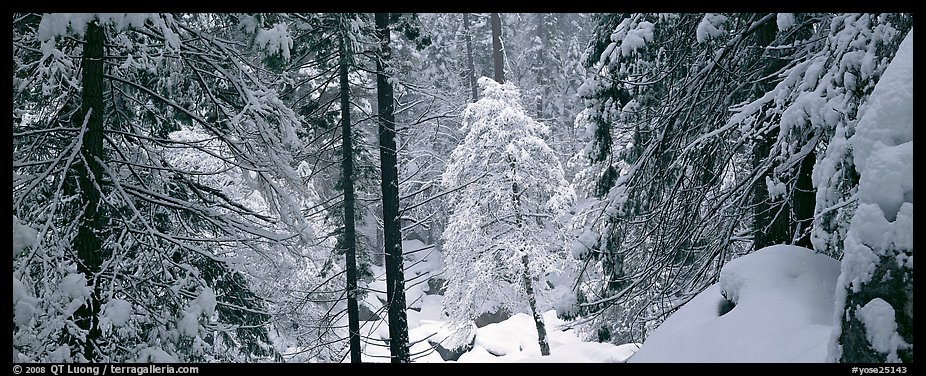 Forest with fresh snow. Yosemite National Park (color)