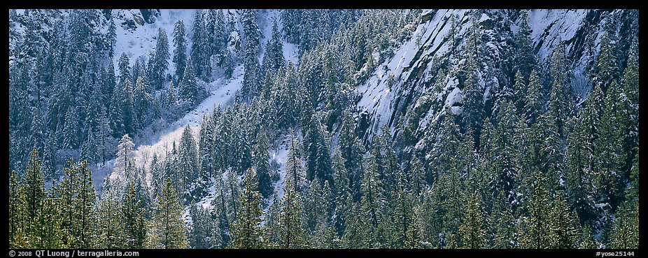 Slopes with trees in winter. Yosemite National Park, California, USA.