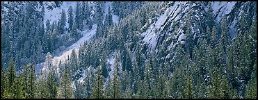 Slopes with trees in winter. Yosemite National Park (Panoramic color)