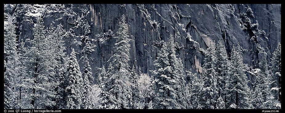 Snow-covered trees and dark cliff. Yosemite National Park (color)