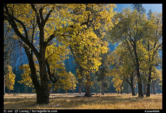 Black oaks with with autum leaves, El Capitan Meadow, afternoon. Yosemite National Park, California, USA.