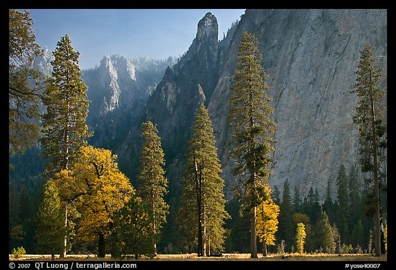 Oaks, pine trees, and rock wall. Yosemite National Park, California, USA.