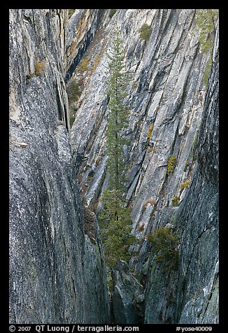 Pine tree growing in fissure near Taft Point. Yosemite National Park, California, USA.