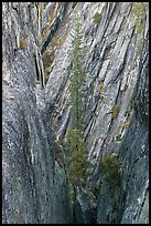 Pine tree growing in fissure near Taft Point. Yosemite National Park, California, USA.