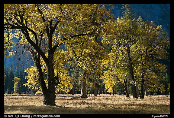 Black oaks with with autumn leaves, El Capitan Meadow, morning. Yosemite National Park, California, USA.