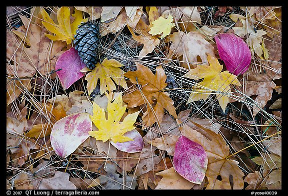 Fallen maple and dogwood leaves, pine needles and cone. Yosemite National Park, California, USA.