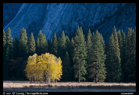 Aspens in fall foliage, evergreens, and cliffs. Yosemite National Park, California, USA.
