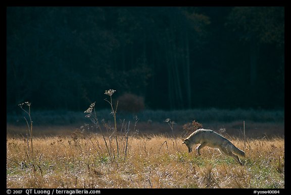 Coyote jumping in meadow. Yosemite National Park (color)