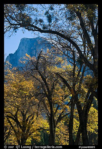 Oak trees and Half-Dome. Yosemite National Park (color)