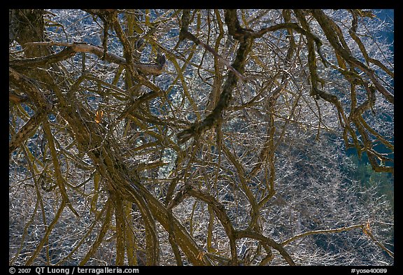 Backlit branches. Yosemite National Park, California, USA.