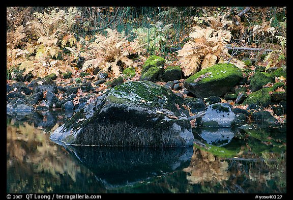 Ferms, mossy boulders, and reflections. Yosemite National Park (color)