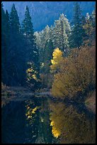 Sunlit autumn tree, Merced River. Yosemite National Park, California, USA. (color)
