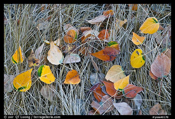 Leaves and grass with frost. Yosemite National Park, California, USA.