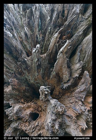 Roots of fallen sequoia tree, Mariposa Grove. Yosemite National Park (color)