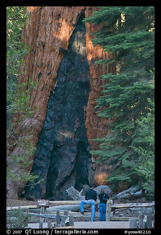 Couple at  base of  Grizzly Giant sequoia. Yosemite National Park, California, USA.