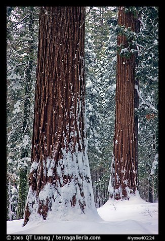 Sequoias and snowy trees, Tuolumne Grove. Yosemite National Park (color)