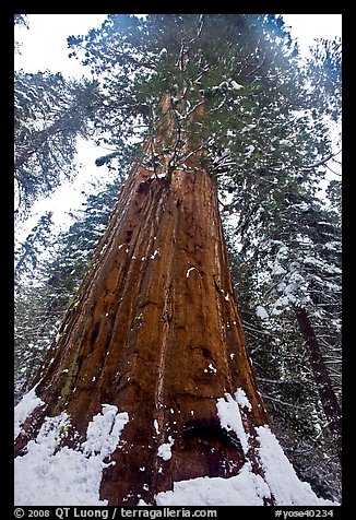 Giant sequoia seen from the base with fresh snow, Tuolumne Grove. Yosemite National Park (color)