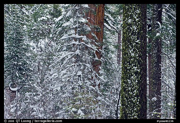 Snowy forest  and tree trunks, Tuolumne Grove. Yosemite National Park (color)