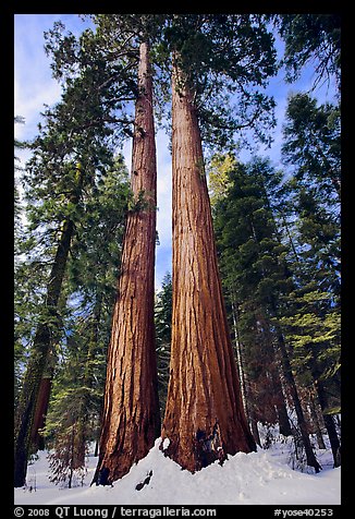 Giant sequoia trees in winter, Mariposa Grove. Yosemite National Park, California, USA.