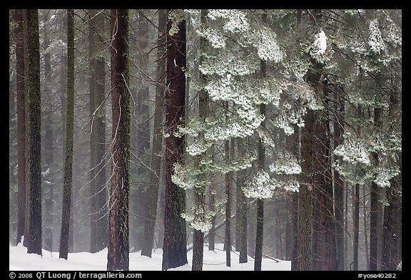 Snowy forest in fog, Chinquapin. Yosemite National Park (color)