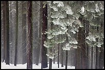 Snowy forest in fog, Chinquapin. Yosemite National Park ( color)