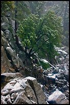 Rocks and tree with fresh snow, Wawona. Yosemite National Park ( color)