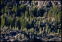 Trees and rocks, Hetch Hetchy Valley. Yosemite National Park, California, USA.