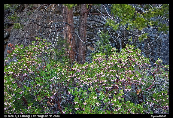 Manzanita with flowers, pine tree, and rock. Yosemite National Park (color)