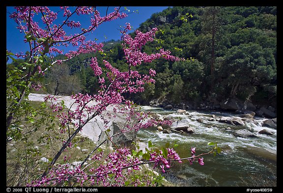 Redbud in bloom and Merced River, Lower Merced Canyon. Yosemite National Park (color)