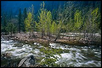 Newly leafed trees on island and Merced River, Lower Merced Canyon. Yosemite National Park, California, USA.