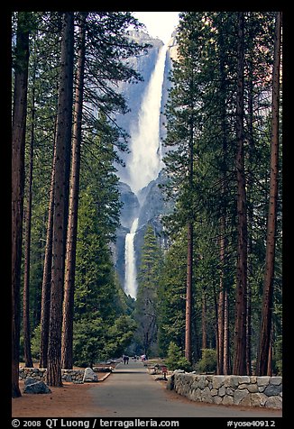 Path leading to Yosemite Falls framed by tall pine trees. Yosemite National Park, California, USA.