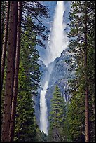Upper and Lower Yosemite Falls framed by pine trees. Yosemite National Park, California, USA.