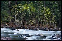 Trees in spring along the Merced River. Yosemite National Park ( color)