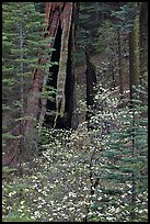 Dogwood and hollowed sequoia trunk, Tuolumne Grove. Yosemite National Park, California, USA.