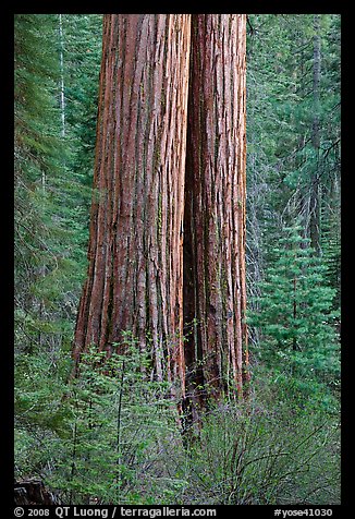 Twin sequoia truncs in the spring, Tuolumne Grove. Yosemite National Park, California, USA.