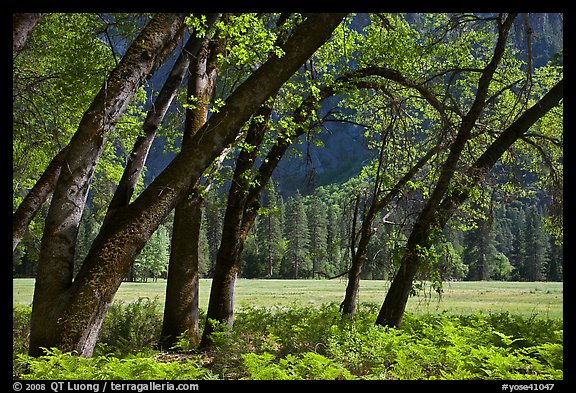 Ferns, Oak Trees, Ahwanhee Meadow. Yosemite National Park, California, USA.