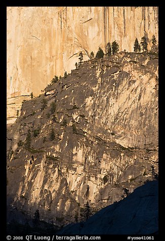 Pine trees on ridges and Half-Dome face. Yosemite National Park, California, USA.