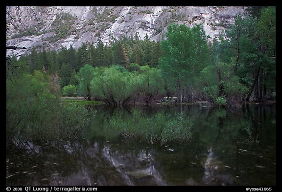 Willows, cliffs, and reflections, Mirror Lake. Yosemite National Park, California, USA.