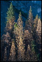 Pines with yellowed leaves and cliff. Yosemite National Park, California, USA. (color)