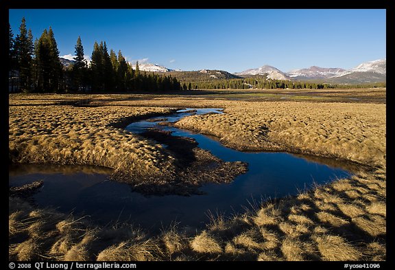Meandering stream and grasses, early spring, Tuolumne Meadows. Yosemite National Park, California, USA.