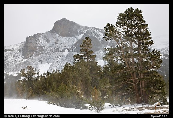 Trees and peak with fresh snow, Tioga Pass. Yosemite National Park, California, USA.