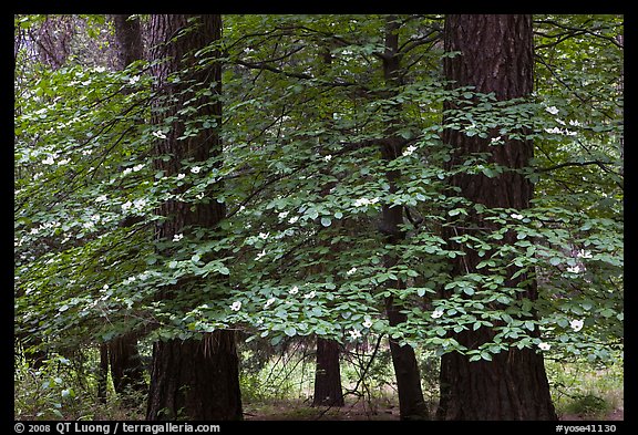 Dogwood tree between two dark pine tree trunks. Yosemite National Park, California, USA.