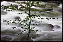 Branches and river, Happy Isles. Yosemite National Park ( color)