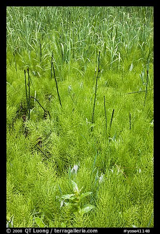 Horsetail grass (Equisetum arvense) near Happy Isles. Yosemite National Park, California, USA.