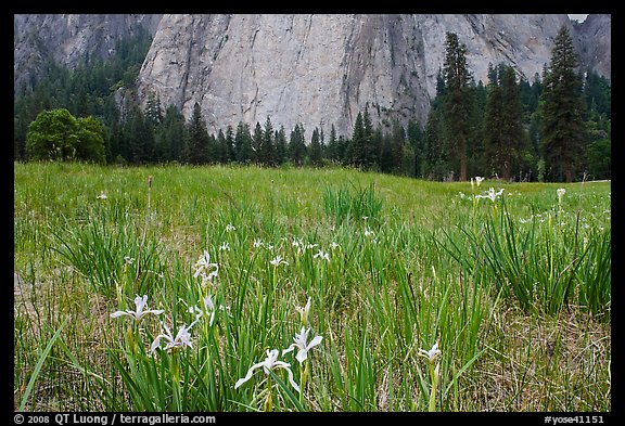 Iris and Cathedral Rocks, El Capitan Meadow. Yosemite National Park, California, USA.