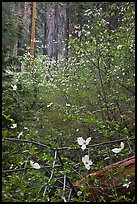 Forest with dogwoods in bloom near Crane Flat. Yosemite National Park, California, USA. (color)