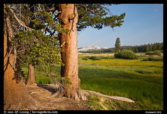 Pine trees and Tuolumne Meadows, early morning. Yosemite National Park, California, USA.