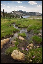 Wildflowers and stream between Gaylor Lakes. Yosemite National Park, California, USA.