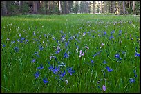 Blue wildflowers in meadow, Yosemite Creek. Yosemite National Park, California, USA.