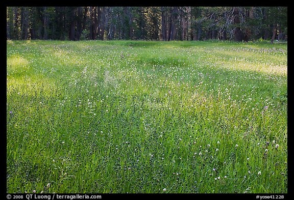 Summer wildflowers in meadow, Yosemite Creek. Yosemite National Park, California, USA.